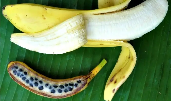 בננה דיפלואידית לעומת בננה טריפלואידית